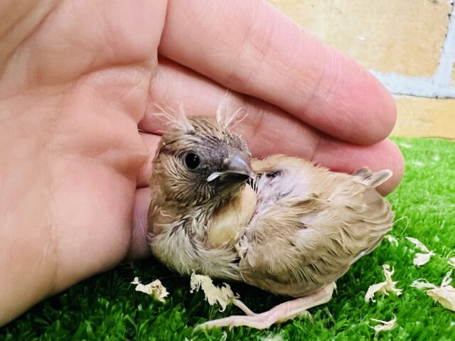 ご飯センサー付き？可愛すぎるキンカチョウの雛！（シナモン）