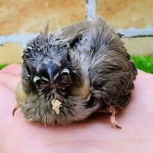 ポヤポヤでも貫禄あり！キンキチョウ雛入舎です！（ノーマル）