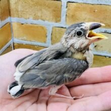 ちょっと変わり者？個性派桜文鳥〜☆