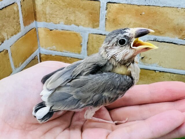 ちょっと変わり者？個性派桜文鳥〜☆