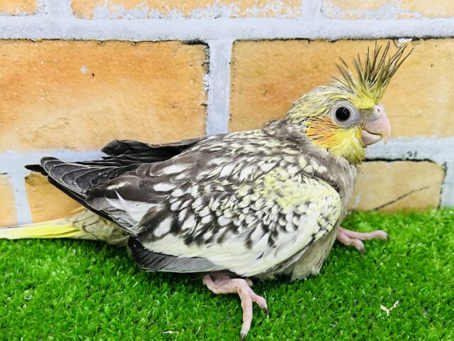 オカメインコ