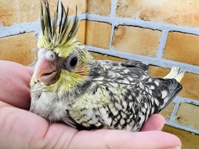 オカメインコ