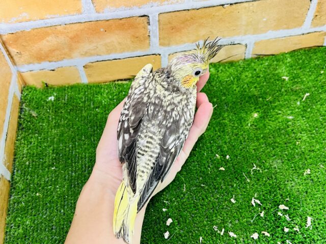 オカメインコ