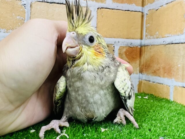 オカメインコ