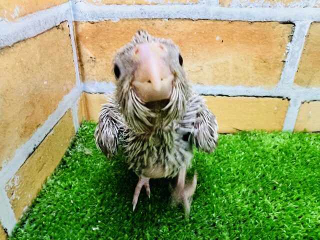 オカメインコ