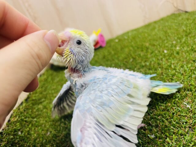 セキセイインコ