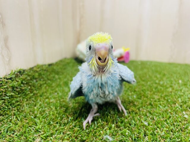 セキセイインコ