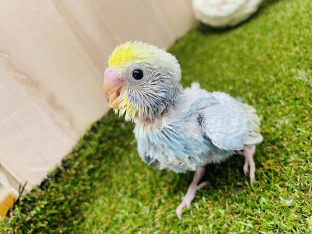 セキセイインコ