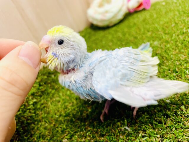 👑🩵💛🩶ワンツースリーで虜マジック🪄🪄✨✨🫨　セキセイインコ　パステルレインボー