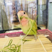 最新画像🌟カゴデビューしました🫶🏻かわいいよもぎ色🥰💚手乗りコザクラインコ(シナモン)🕊️✨