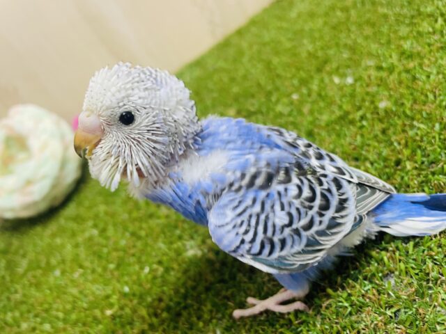 セキセイインコ