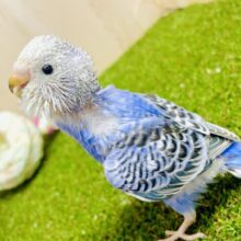 海にも負けない🧢👕👖🧦👟色鮮やかで勝負🫶🙌🙌　セキセイインコ　オパーリン