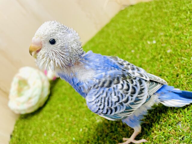 海にも負けない🧢👕👖🧦👟色鮮やかで勝負🫶🙌🙌　セキセイインコ　オパーリン