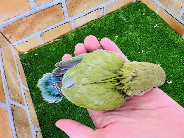 コザクラインコ（小桜インコ）