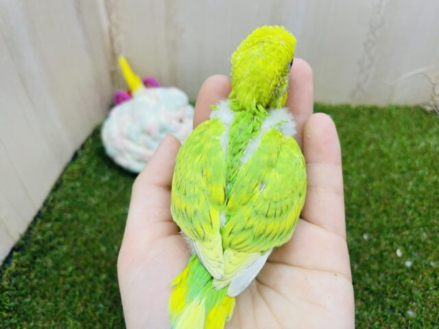 セキセイインコ