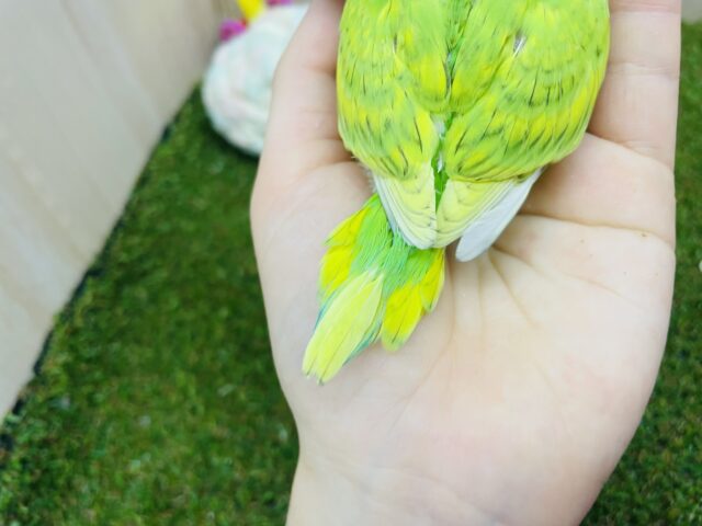 セキセイインコ