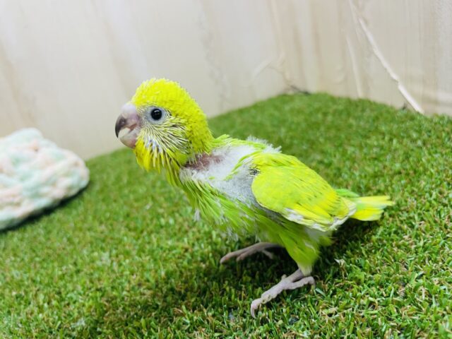 セキセイインコ