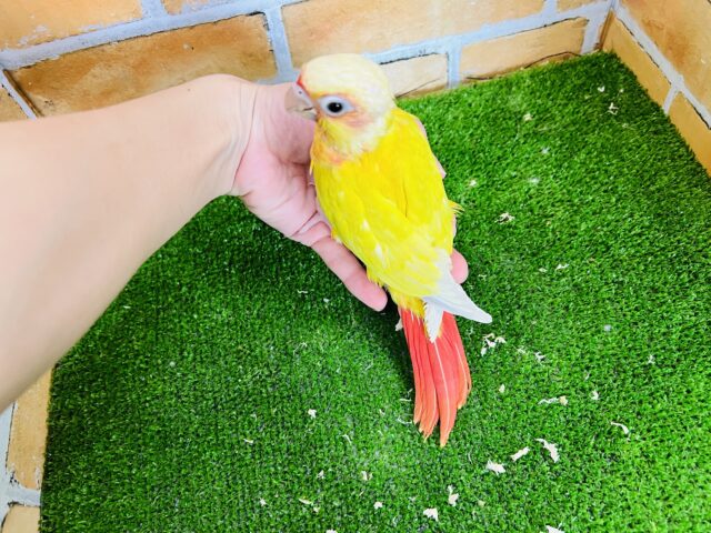 ホオミドリウロコインコ