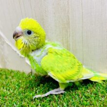テンション⇧⇧⇧🍎はいつでもハイライト✨🌟💫　セキセイインコ　スパングル