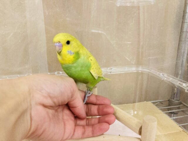 ジャンボセキセイインコ