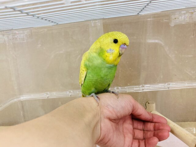 ジャンボセキセイインコ