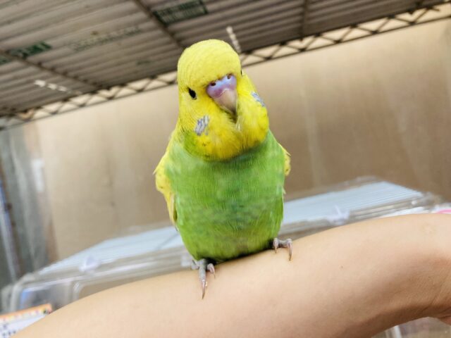 ジャンボセキセイインコ