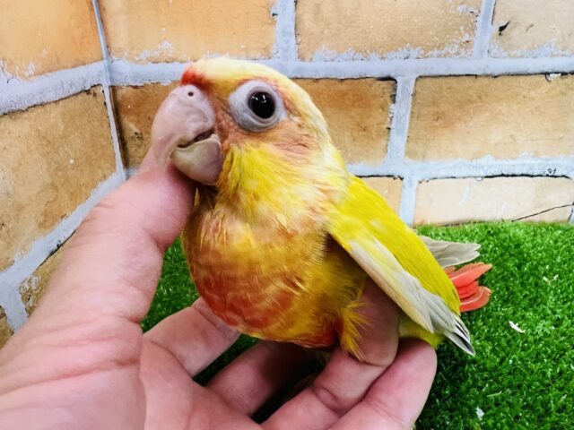 ホオミドリウロコインコ