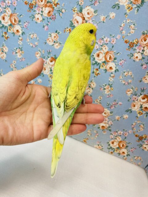 ジャンボセキセイインコ