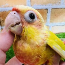 ひまわりカラーでハッピー☆画像更新☆マルゲリータ色💛ウロコインコのサンチーク☆