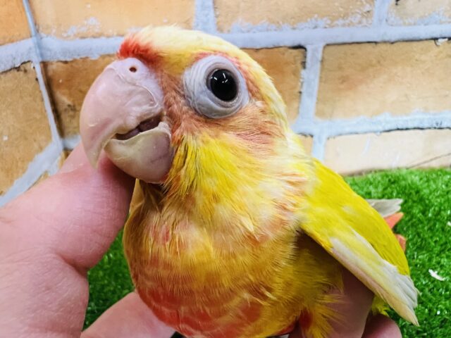 ひまわりカラーでハッピー☆画像更新☆マルゲリータ色💛ウロコインコのサンチーク☆