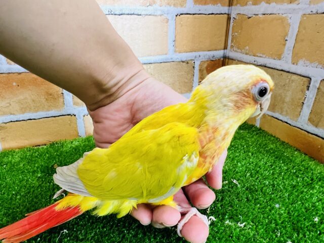 ホオミドリウロコインコ