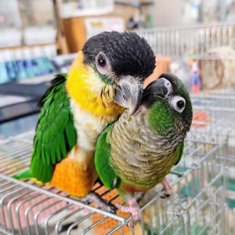 真緒様専用ページ】 「インコ☆オールスターズ」「ウロコインコ