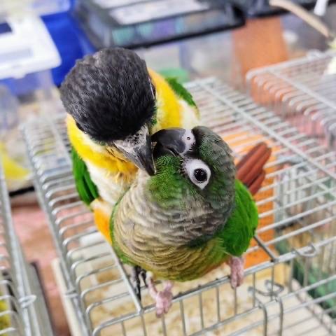 ホオミドリウロコインコ