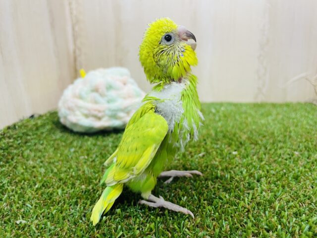 セキセイインコ