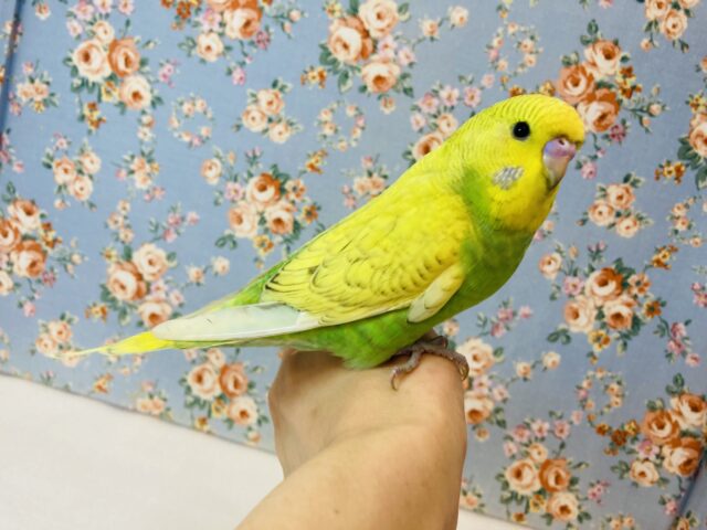 むちむちぷりぷりだよ❤︎ˊ꒳​ˋ* 手乗りジャンボセキセイインコさん🫧