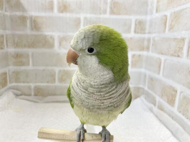 オキナインコ