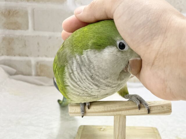 オキナインコ