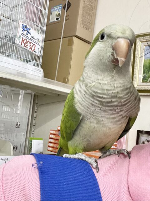 オキナインコ