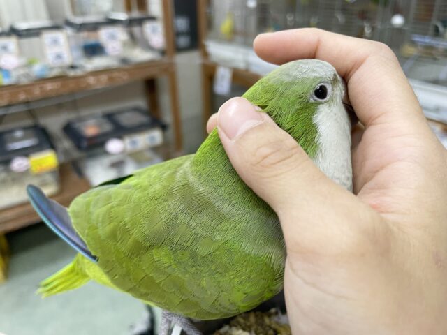 オキナインコ