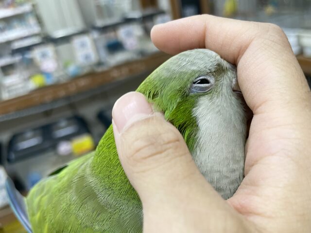 オキナインコ