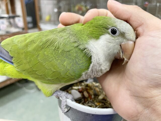 オキナインコ