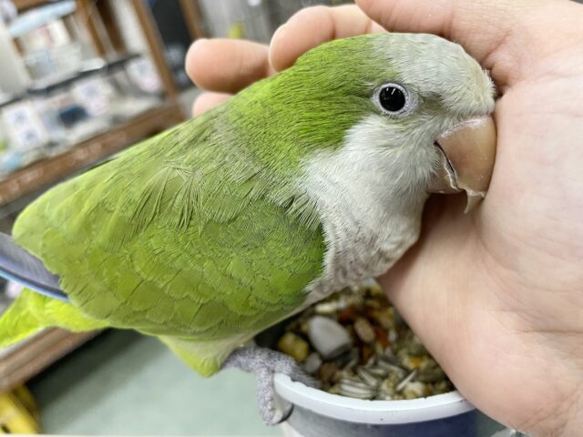 オキナインコ