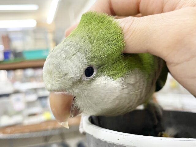 オキナインコ