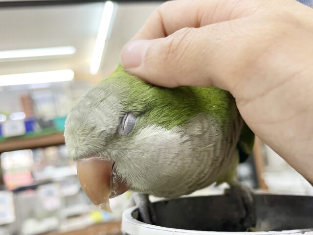 オキナインコ