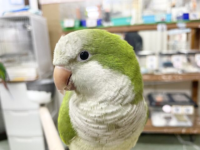 オキナインコ