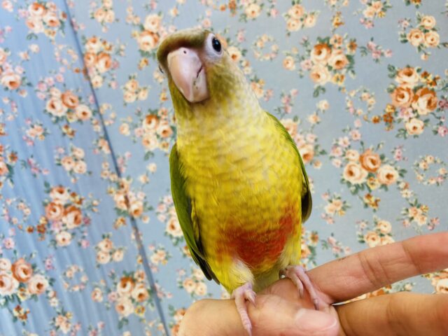 ホオミドリウロコインコ