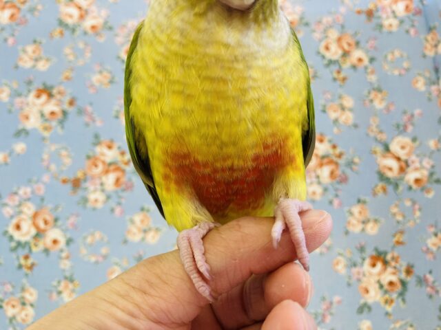 ホオミドリウロコインコ