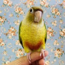 最新画像🌟お腹にハート❤️*ˊᵕˋ 一人餌です❢❢手乗りウロコインコ(シナモン)🪶✨