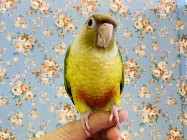 最新画像🌟お腹にハート❤️*ˊᵕˋ 一人餌です❢❢手乗りウロコインコ(シナモン)🪶✨