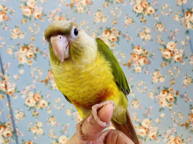 ホオミドリウロコインコ